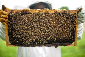 Producători locali de miere și produse apicole #Cluj