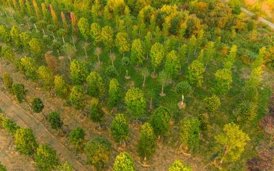 „Pădure” cu peste 600 arbori și peste 100.000 de plante decorative – Parte din Cluj. Ce pregătește IULIUS pentru grădina ce va fi creată prin proiectul de reconversie urbană propus în zona Carbochim