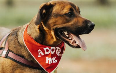 Campanie pentru adopții a câinilor fără stăpâni