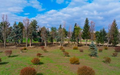 VIDEO: Copacii Carbochim se păstrează. Revin în același loc, într-un nou parc deschis către Someș, parte din proiectul de reconversie a fostei platforme industriale